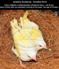 amadina Gouldovej lutino mláďatá vo veku 25 dní - Gouldian Finch lutino chicks aged 25 days
