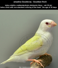 amadina Gouldovej lutino mláďa vo veku 30 dní - Gouldian Finch lutino chick aged 30 days
