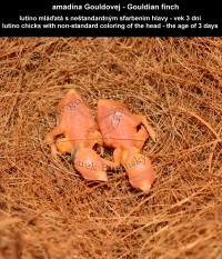 amadina Gouldovej lutino mláďatá vo veku 3 dni - Gouldian Finch lutino chicks aged 3 days