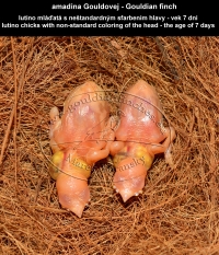 amadina Gouldovej lutino mláďatá vo veku 7 dní - Gouldian Finch lutino chicks aged 7 days