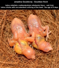 amadina Gouldovej lutino mláďatá vo veku 8 dní - Gouldian Finch lutino chicks aged 8 days