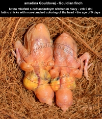 amadina Gouldovej lutino mláďatá vo veku 9 dní - Gouldian Finch lutino chicks aged 9 days