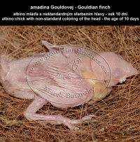 amadina Gouldovej albino mláďa vo veku 10 dní - Gouldian Finch albino chick aged 10 days