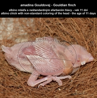 amadina Gouldovej albino mláďa vo veku 11 dní - Gouldian Finch albino chick aged 11 days