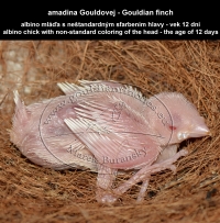 amadina Gouldovej albino mláďa vo veku 12 dní - Gouldian Finch albino chick aged 12 days