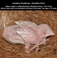 amadina Gouldovej albino mláďa vo veku 12 dní - Gouldian Finch albino chick aged 12 days