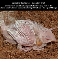 amadina Gouldovej albino mláďa vo veku 13 dní - Gouldian Finch albino chick aged 13 days