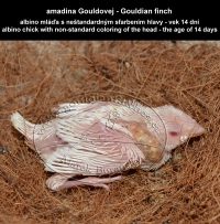 amadina Gouldovej albino mláďa vo veku 14 dní - Gouldian Finch albino chick aged 14 days