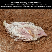 amadina Gouldovej albino mláďa vo veku 15 dní - Gouldian Finch albino chick aged 15 days