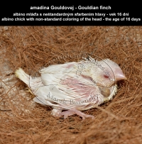 amadina Gouldovej albino mláďa vo veku 16 dní - Gouldian Finch albino chick aged 16 days