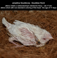 amadina Gouldovej albino mláďa vo veku 17 dní - Gouldian Finch albino chick aged 17 days