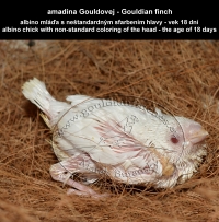 amadina Gouldovej albino mláďa vo veku 18 dní - Gouldian Finch albino chick aged 18 days