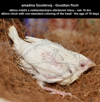 amadina Gouldovej albino mláďa vo veku 19 dní - Gouldian Finch albino chick aged 19 days