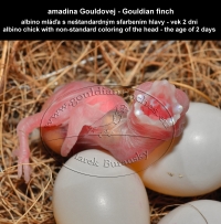 amadina Gouldovej albino mláďa vo veku 2 dni - Gouldian Finch albino chick aged 2 days