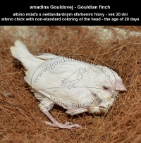 amadina Gouldovej albino mláďa vo veku 20 dní - Gouldian Finch albino chick aged 20 days
