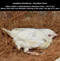 amadina Gouldovej albino mláďa vo veku 21 dní - Gouldian Finch albino chick aged 21 days