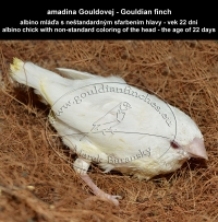 amadina Gouldovej albino mláďa vo veku 22 dní - Gouldian Finch albino chick aged 22 days
