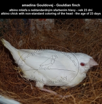 amadina Gouldovej albino mláďa vo veku 23 dní - Gouldian Finch albino chick aged 23 days