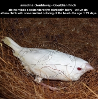 amadina Gouldovej albino mláďa vo veku 24 dní - Gouldian Finch albino chick aged 24 days