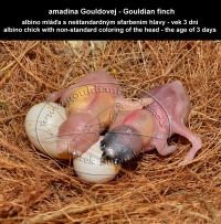amadina Gouldovej albino mláďa vo veku 3 dni - Gouldian Finch albino chick aged 3 days