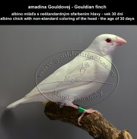 amadina Gouldovej albino mláďa vo veku 30 dní - Gouldian Finch albino chick aged 30 days