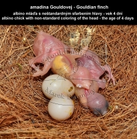 amadina Gouldovej albino mláďa vo veku 4 dni - Gouldian Finch albino chick aged 4 days