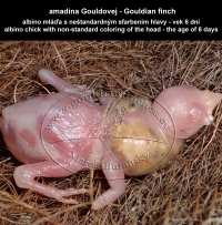 amadina Gouldovej albino mláďa vo veku 6 dní - Gouldian Finch albino chick aged 6 days