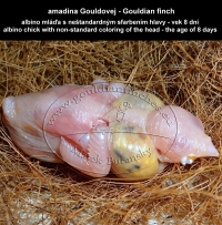 amadina Gouldovej albino mláďa vo veku 8 dní - Gouldian Finch albino chick aged 8 days