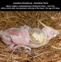 amadina Gouldovej albino mláďa vo veku 9 dní - Gouldian Finch albino chick aged 9 days