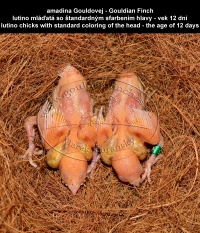 amadina Gouldovej - lutino mláďatá so štandardným sfarbením hlavy, Gouldian Finch - lutino chicks with standard coloring of the head 