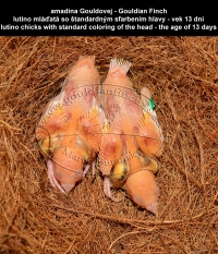 amadina Gouldovej - lutino mláďatá so štandardným sfarbením hlavy, Gouldian Finch - lutino chicks with standard coloring of the head 