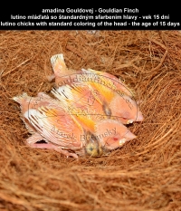 amadina Gouldovej - lutino mláďatá so štandardným sfarbením hlavy, Gouldian Finch - lutino chicks with standard coloring of the head 