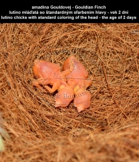 amadina Gouldovej - lutino mláďatá so štandardným sfarbením hlavy,  Gouldian Finch -lutino chicks with standard coloring of the head 